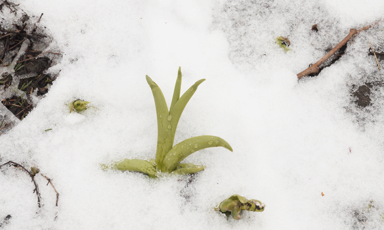 Image result for 토론토의 봄 눈